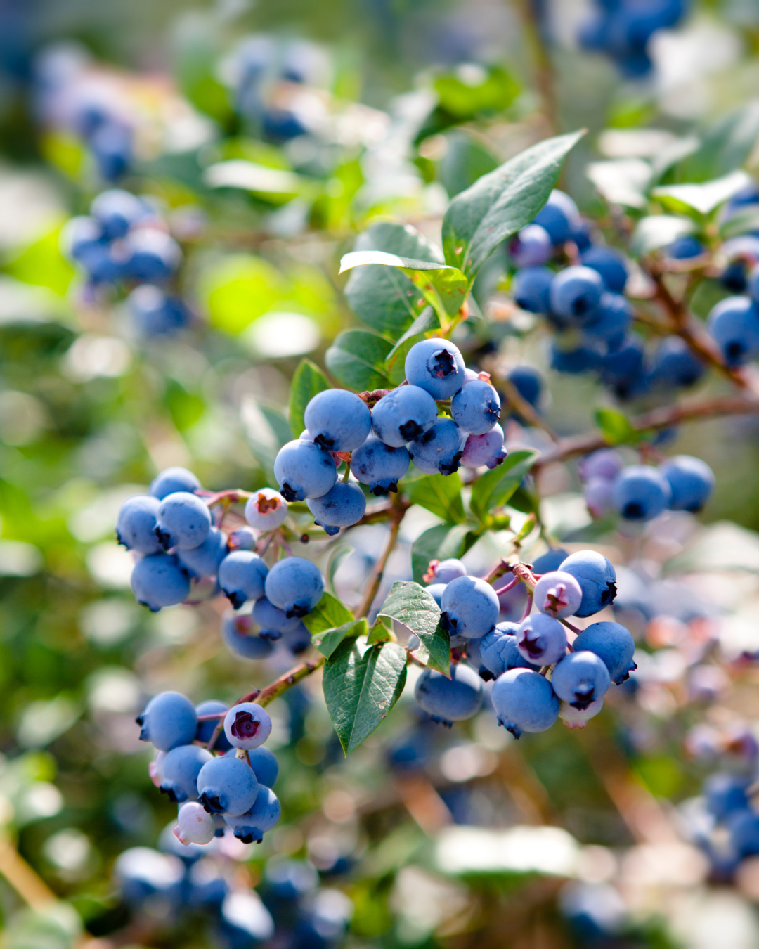 Settembre a Bognanco Blueberry Candle