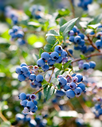 Settembre a Bognanco Blueberry Candle